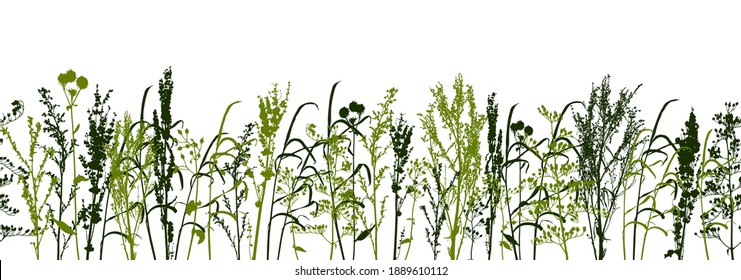 Seamless border with field herbs - wild growing green grass on white - decorative element for natural design