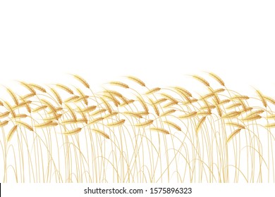 Seamless border of golden wheat field. Growing wheat ears background. Vector illustration