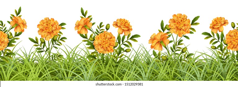 Seamless border of grass and marigold flowers on white background