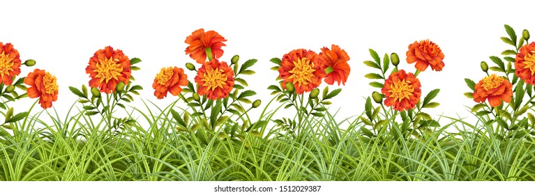 Seamless border of grass and marigold flowers on white background