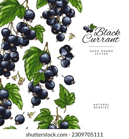 Seamless border with hand drawn blackcurrant berries and leaves sketch style, vector illustration on white background. Decorative design element, colorful outlined organic food product