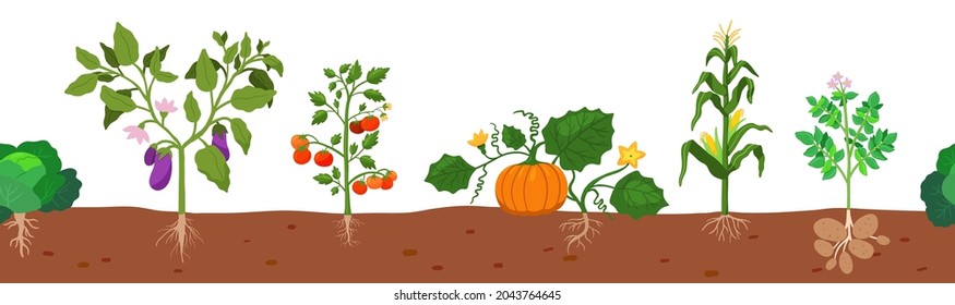 Seamless Border. Harvest Of Vegetables Potatoes, Corn, Pumpkins, Tomatoes With Roots In The Ground On White Background. Vector Illustration In Flat Style. Farm Growing Of Vegetables.