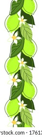 SEAMLESS BORDER WITH LIME TREE LEAVES AND FRUITS IN VECTOR