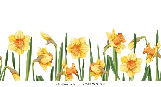 Seamless border of narcissus flowers on an isolated background. Illustration with spring flowers for Easter. Suitable for decor, fabric, cards, backgrounds, wallpapers