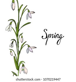 Seamless border ornament of white snowdrops spring flowers. Vector illustration.