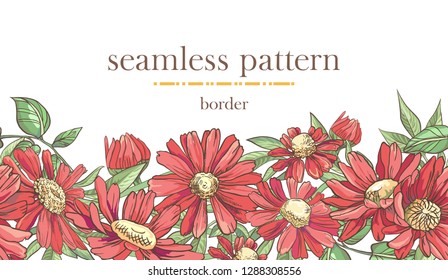 Seamless border pattern with sketch colorful blossoms. Seamless stripe with hand drawn red camomile and leaves. Vector illustration