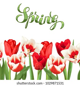 Seamless border with red and white tulips. Beautiful realistic flowers, buds and leaves.
