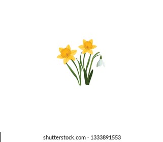 Seamless border with spring flowers. Bouquet of two narcissus and one snowdrop isolated on white background. Botanical illustration