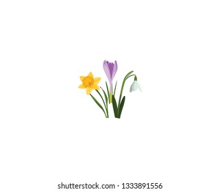 Seamless border with spring flowers. Bouquet of Crocus, narcissus, snowdrop on white. Botanical illustration. Colorful.