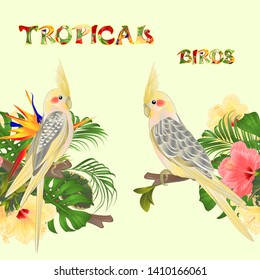 Seamless border  tropical birds Yellow cockatiels cute funny  parrots and tropical flowers  pink and yellow hibiscus and Strelitzia palm,philodendron and ficus vintage vector illustration  editable ha