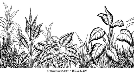 Seamless border with tropical plants. Black and white illustration. Hand drawn vector.