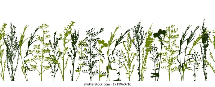 Seamless border with wild herbs - fresh grass isolated on white - green plants - herbal silhouettes for spring and summer natural design