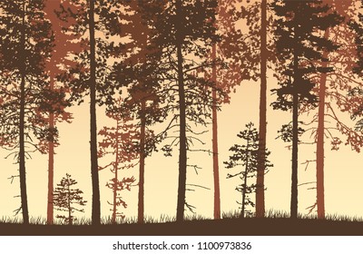 Seamless brown and yellow vector forest landscape with coniferous trees and grassy land.