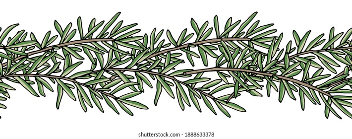 Seamless brush, pattern of rosemary branch. Vector illustration.