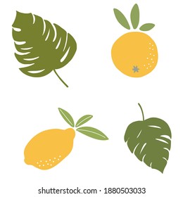 Seamless citrus pattern. Hand drawn fruit.