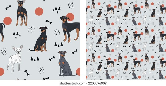 Seamless dog pattern, cute. Square format texture, t-shirt, poster, packaging, textile, socks, textile, fabric, decoration, wrapping paper. Trendy hand-drawn Pinscher dogs. Gift box pattern.