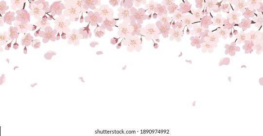 Seamless Floral Background With Cherry Blossoms In Full Bloom Isolated On A White Background. Vector Illustration With Text Space. Horizontally Repeatable.