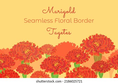 Seamless floral border with the Marigold flowers