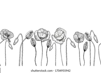 Seamless floral border with poppies. Black contours of wildflowers on a white background. Vector horizontal drawing. Illustration by hand.