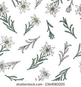 Seamless floral pattern background with edelweiss flowers, branches. Floral botanical elements. Hand drawn line vector illustration.