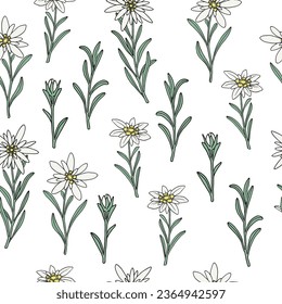 Seamless floral pattern background with edelweiss flowers, branches. Floral botanical elements. Hand drawn line vector illustration.