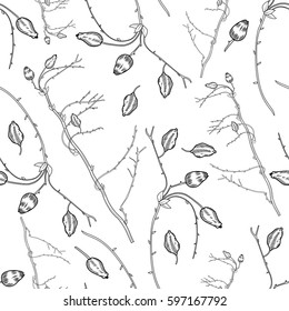 Seamless floral pattern, Barberry hand drawn branch vector sketch isolated on white background, line art berry, Natural spicy herbs, graphic doodle cooking ingredient for design package tea, cosmetic