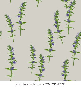 Seamless floral pattern with blooming branches of hyssop flower. Hyssópus officinális. On white background.