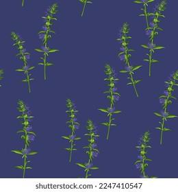 Seamless floral pattern with blooming branches of hyssop flower. Hyssópus officinális. On dark blue background.