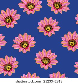 Seamless floral pattern with blooming heads of Gazania flower. African Daisy. Pink blossom on blue background.