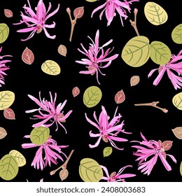 Seamless floral pattern with blooming of Loropetalum Chinense plant. Chinese fringe flower or strap flower. Pink blossom and green leaves on black background.