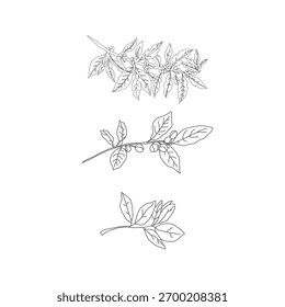 Nahtloses Blumenmuster. Zweig mit Blättern. Vektorgrafik des Kaffeezweiges. Kaffeepflanzenzweig mit Blatt. Handgezeichneter Kaffeebaumvektor. Kaffeebohnen und Blätter. Zweig einer Pflanze