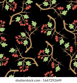 Seamless floral pattern with branches of hawthorn tree with red berries.