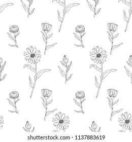 Seamless floral pattern, Calendula flower isolated on white background, botanical hand drawn doodle vector illustration marigold for design package tea, cosmetic, greeting card, wedding invitation