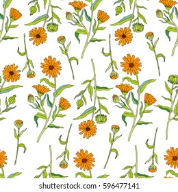 Seamless floral pattern, Calendula flower isolated on white background, botanical hand drawn doodle vector illustration marigold for design package tea, cosmetic, greeting card, wedding invitation