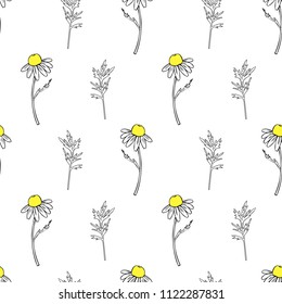 Seamless floral pattern, Chamomile wild field flower isolated on white background, hand drawn daisy sketch vector illustration for design package tea, organic cosmetic, natural medicine, greeting