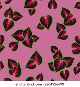 Patrón floral sin soldadura con hojas de la planta de Coleus scutellarioides. Diseño floral de forma cardíaca. En el fondo rosado.