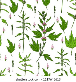 Seamless floral pattern Motherwort flower hand drawn vector isolated on white background, herbal medical sedative plant, Organic food ingredient illustration for healthy market, pharmacology, cosmetic