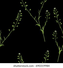 Seamless floral pattern with shepherd's purse. Delicate colorful wild flowers on black background.