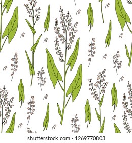 Seamless floral pattern Sorrel plant vector hand drawn illustration isolated on white background, ink sketch, decorative herbal colorful medical herbs for design cosmetic, natural medicine, kitchen