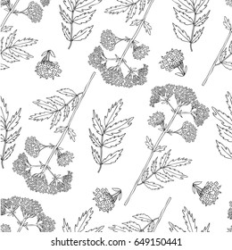 Seamless floral pattern, Valeriana officinalis hand drawn vector illustration isolated on white background, line art for design package cosmetic, organic medicine, greeting cards, herbal green tea