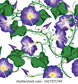 Seamless floral pattern. Vector illustration of morning-glory flowers. Beautiful pattern. Purple flowers