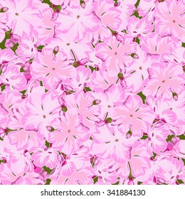 Seamless floral pink phlox background  in realistic hand-drawn style.  Vector illustration.