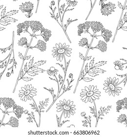 Seamless floral vector pattern, Chamomile wild field flower, Valeriana officinalis isolated on white background, hand drawn daisy doodle illustration for design package tea, cosmetic, medicine, paper