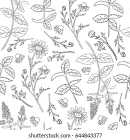 Seamless floral vector pattern, Mint leaves, peppermint buds, Chamomile wild field flower isolated on white background, hand drawn daisy doodle illustration for design package tea, menu, medicine