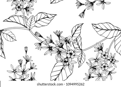 Seamless flower pattern background with Sandpaper vine flower and leaf drawing illustration. 
