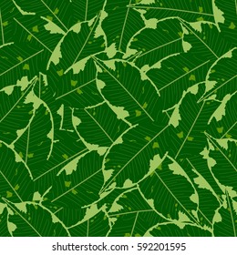 Seamless foliage pattern. Detailed botanical illustrations of exotic leaves ficus.	