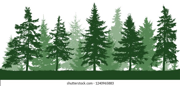 Seamless forest fir trees silhouette. Christmas tree. Parkland, park, garden. Coniferous green spruce. Vector on white background. Isolated, separate objects