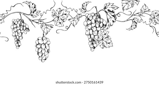 Seamless grapevine banner with repeating grape clusters, leaves and tendrils flowing horizontally. Isolated ink vector illustration. Website headers, wine labels, packaging borders, menu decoration.