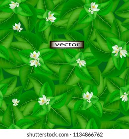 Seamless Green background of grass leaves with small white flowers, lawn cover of large fresh leaves.