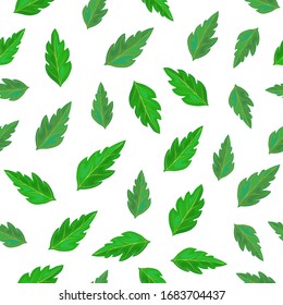 seamless green tomato leaves pattern isolated on white. Green leaves endless background. Vector illustration of a plants foliage in realistic style. backdrop for eco, country, summer fresh design